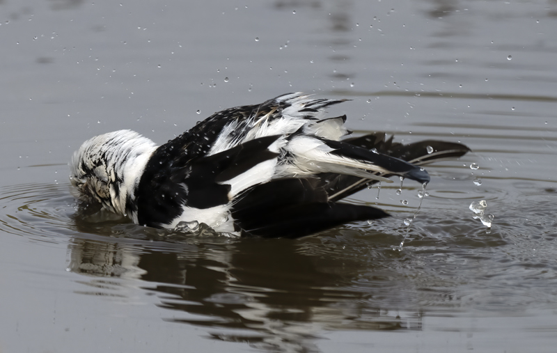 Snow_Bunting_22_Iceland_019