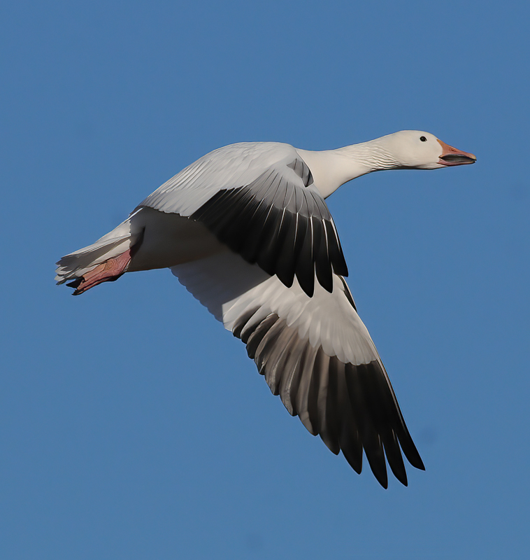 Snow_Goose_10_NM_041
