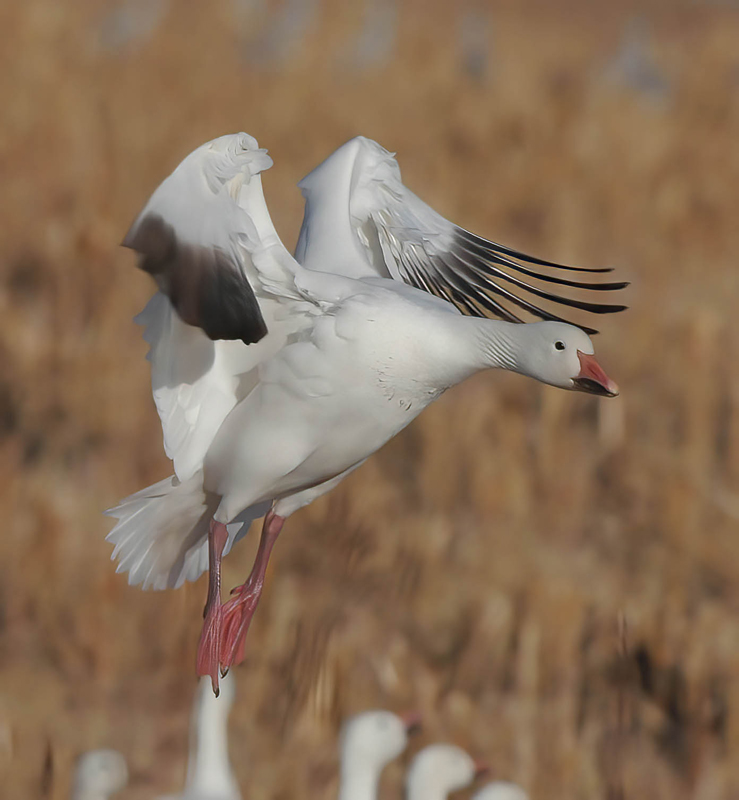 Snow_Goose_10_NM_137