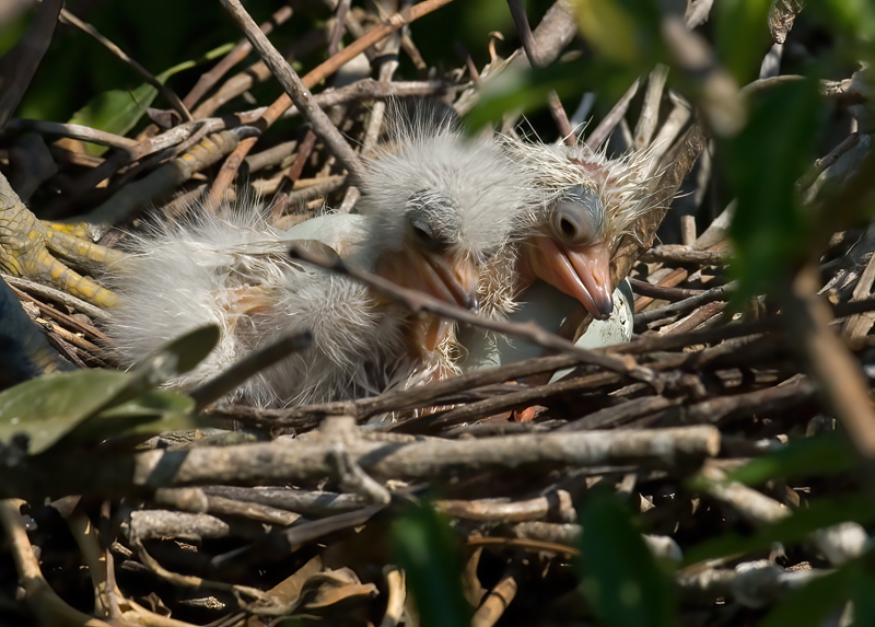 Snowy_Egret_08_FL_054
