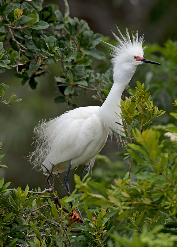 Snowy_Egret_08_FL_067