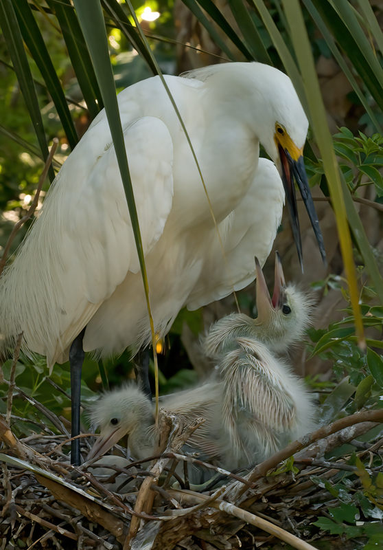 Snowy_Egret_09_FL_110