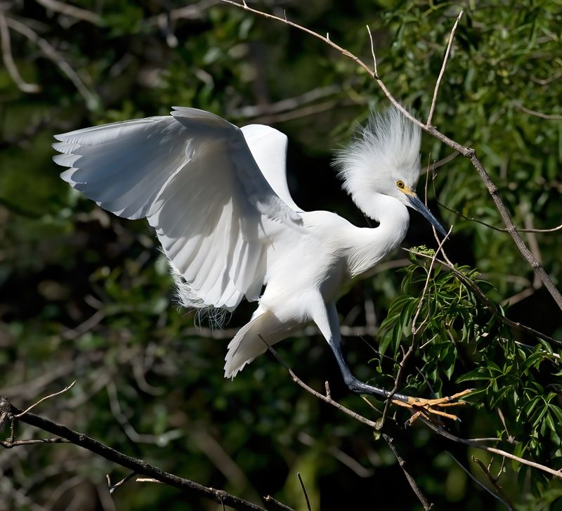 Snowy_Egret_09_FL_232