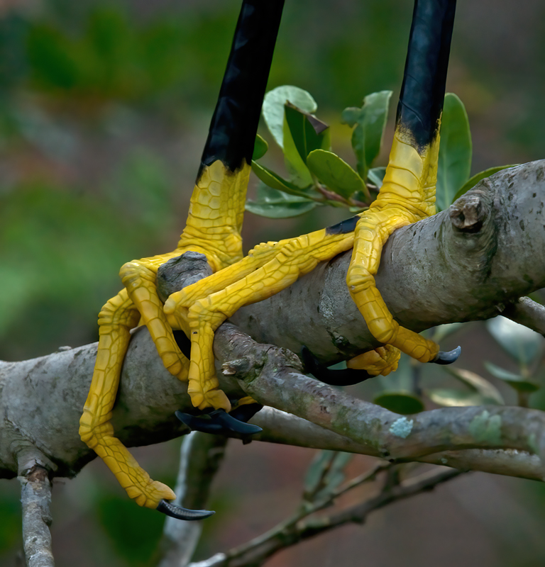 Snowy_Egret_09_FL_266