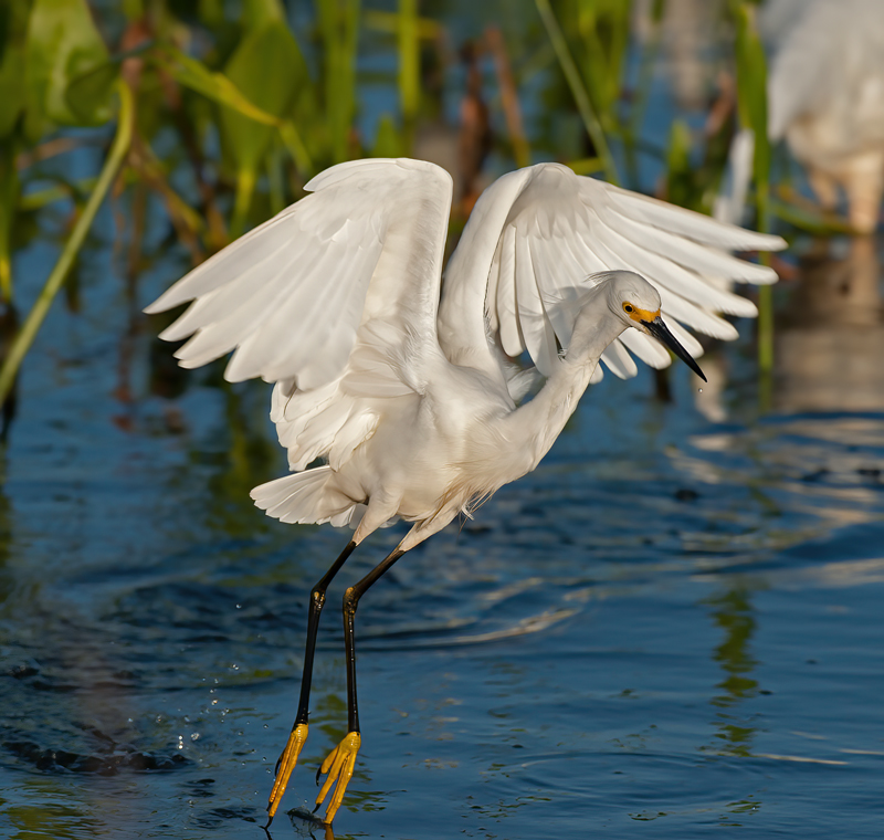 Snowy_Egret_10_FL_009