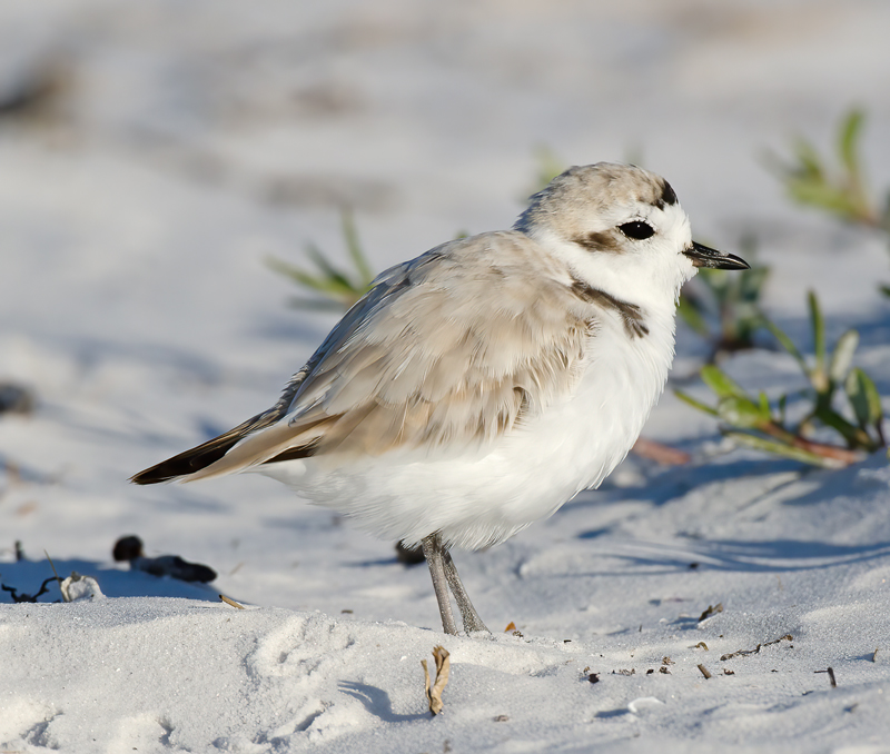 Snowy_Plover_11_FL_140