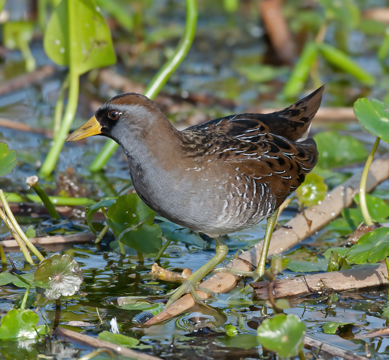 Sora_11_FL_013