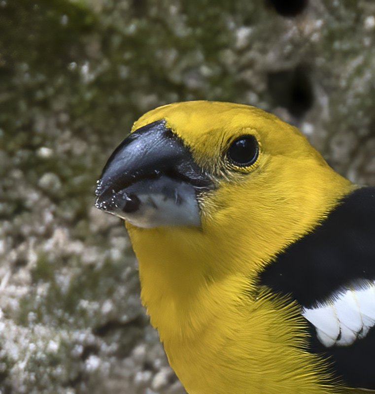 Southern_Yellow_Grosbeak_18_Ecuador_006