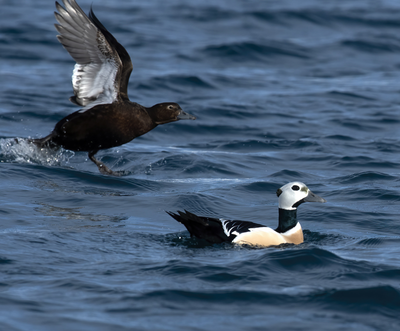 Stellers_Eider_23_Norway_016