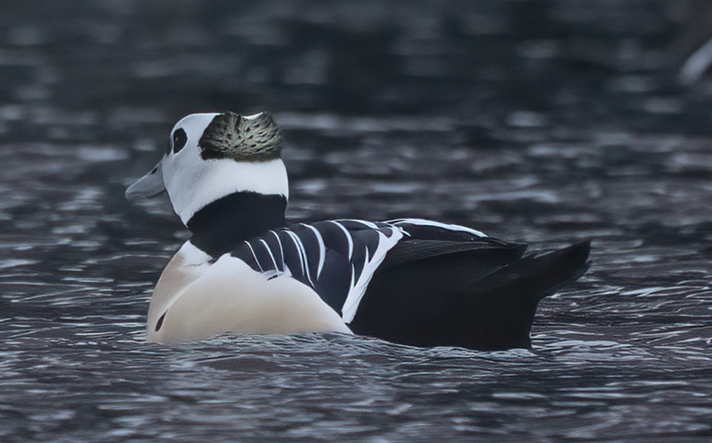 Stellers_Eider_23_Norway_098