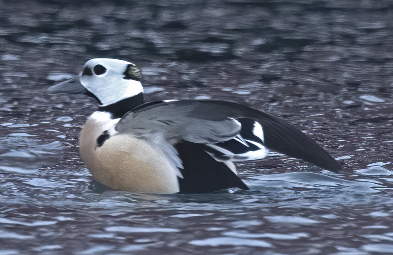 Stellers_Eider_23_Norway_139