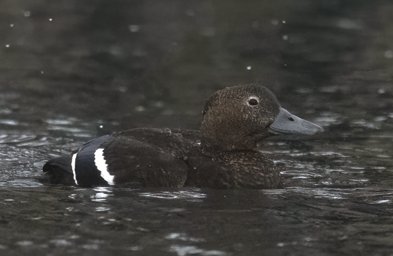 Stellers_Eider_23_Norway_179