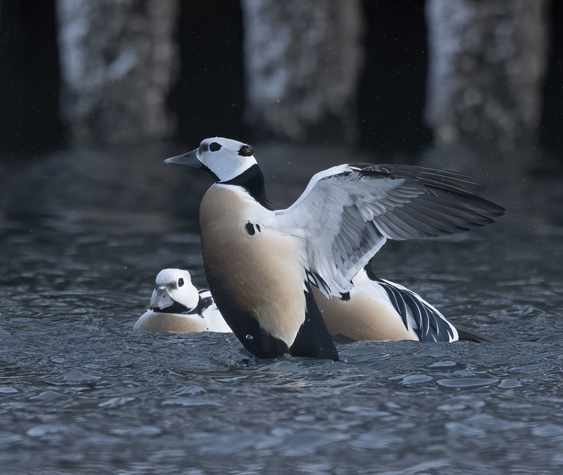 Stellers_Eider_23_Norway_216