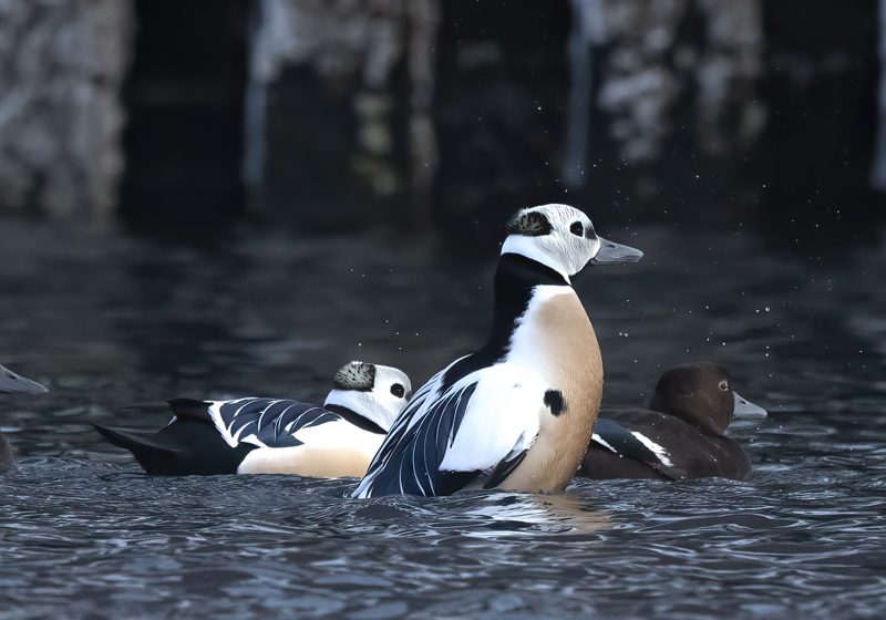 Stellers_Eider_23_Norway_218
