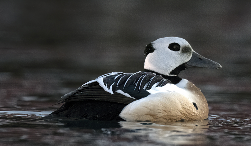 Stellers_Eider_23_Norway_934