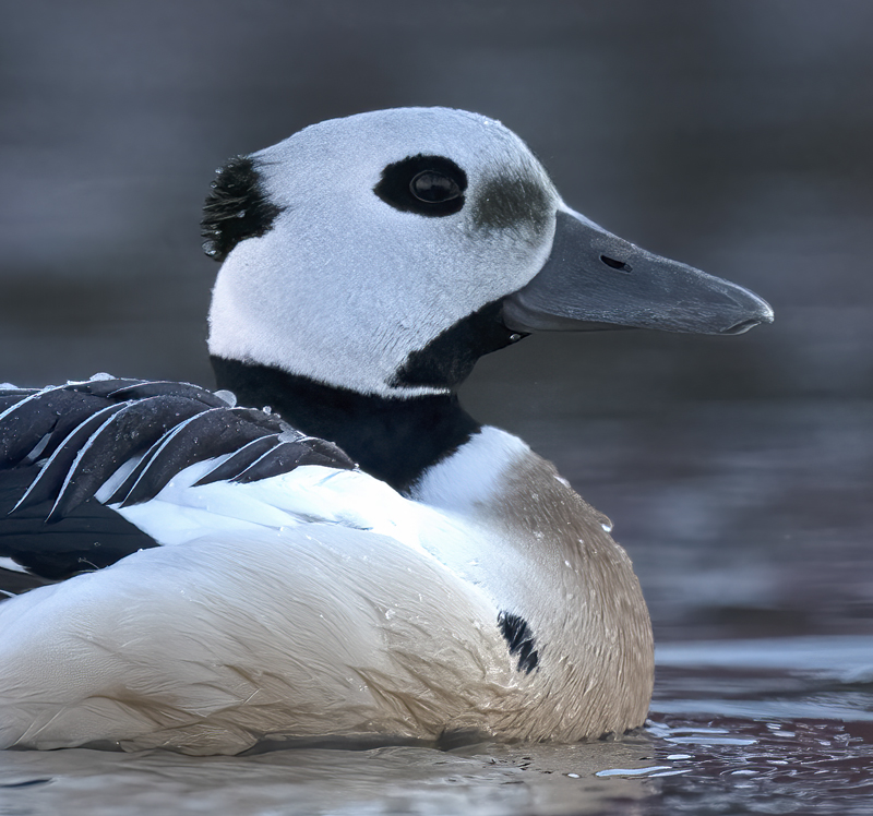 Stellers_Eider_23_Norway_936