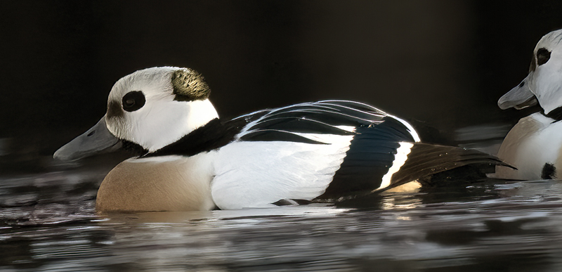 Stellers_Eider_23_Norway_937