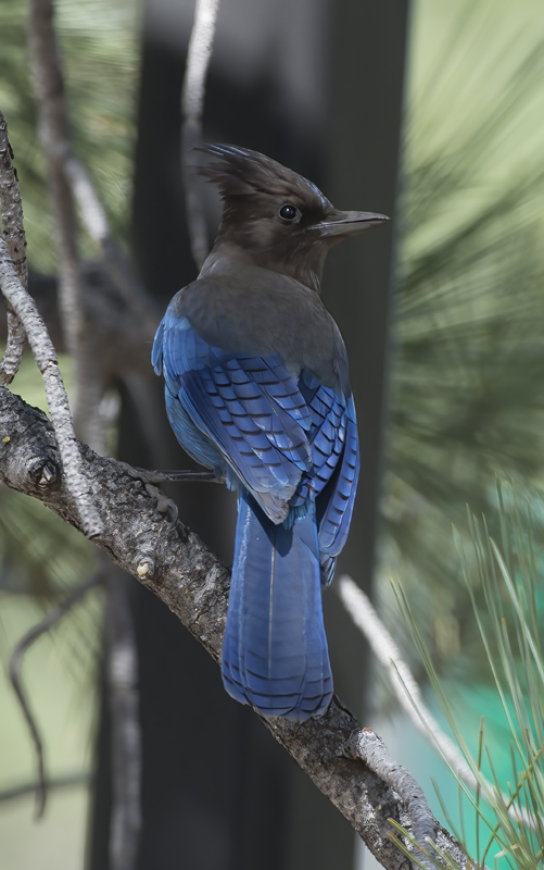 Stellers_Jay_15_CA_003
