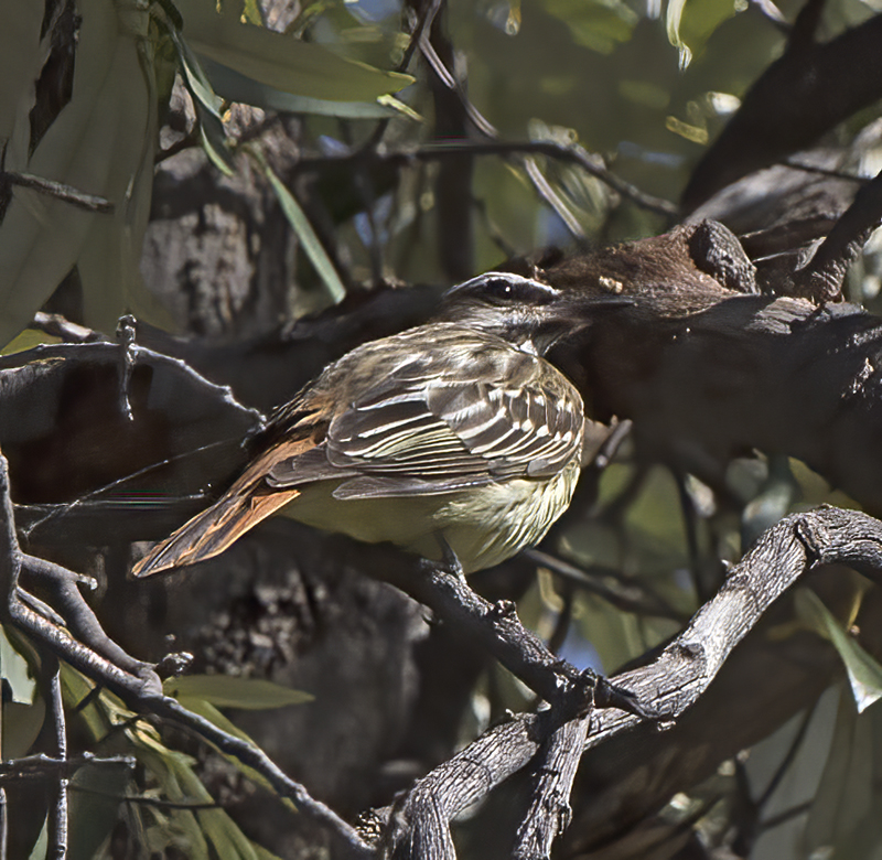 Sulphur_bellied_Flycatccher_15_AZ_005