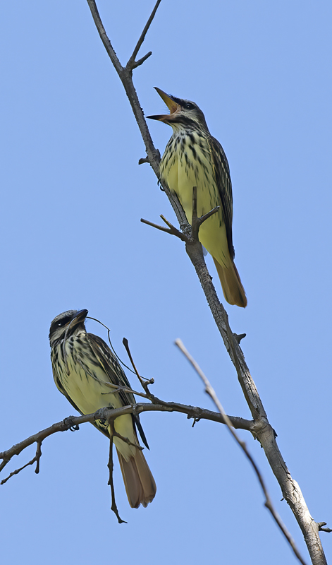 Sulphur_bellied_Flycatccher_15_AZ_009