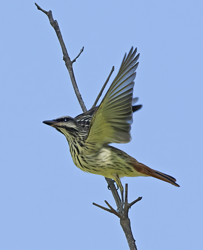 Sulphur_bellied_Flycatccher_15_AZ_010