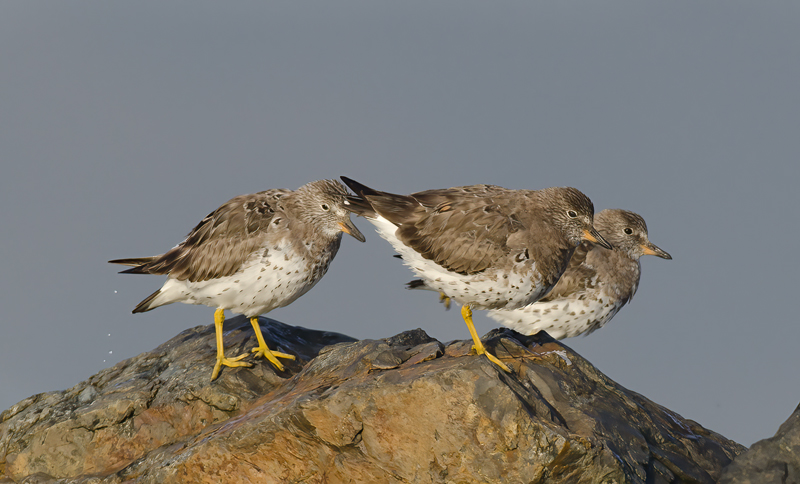 Surfbird_14_CA_004