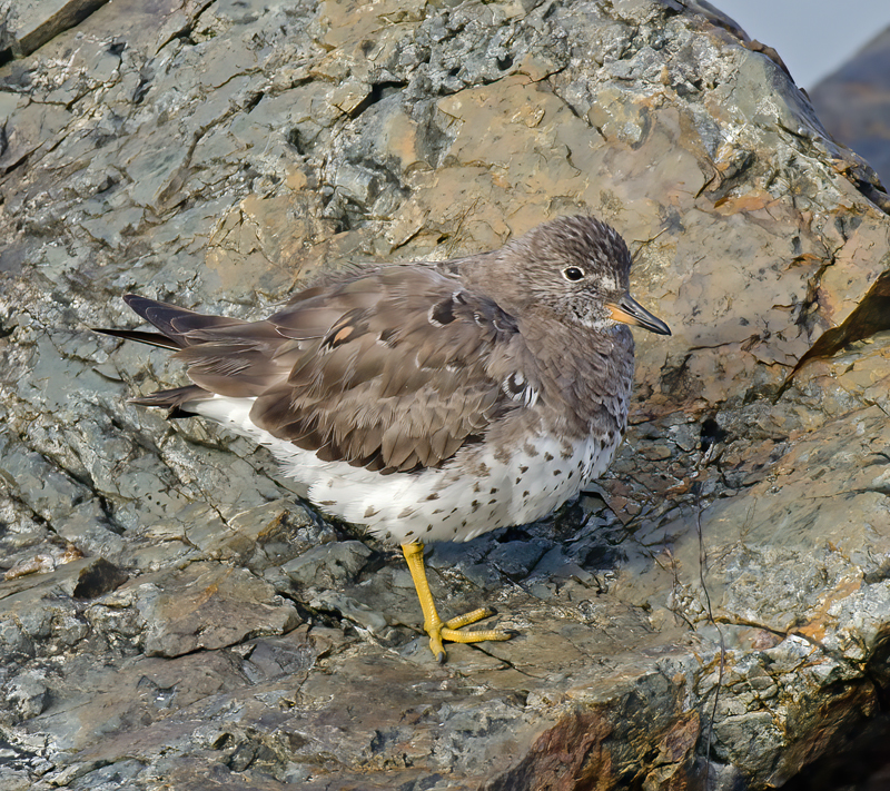 Surfbird_14_CA_021