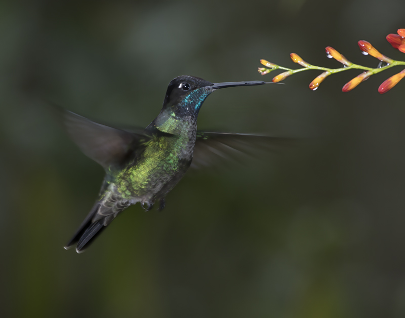 Talamanca_Hummingbird_17_Costa_Rica_082