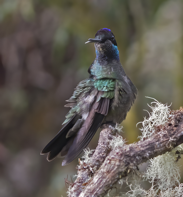 Talamanca_Hummingbird_17_Costa_Rica_247