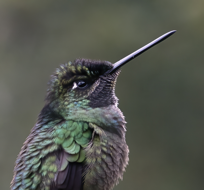 Talamanca_Hummingbird_17_Costa_Rica_299