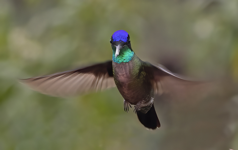 Talamanca_Hummingbird_17_Costa_Rica_313