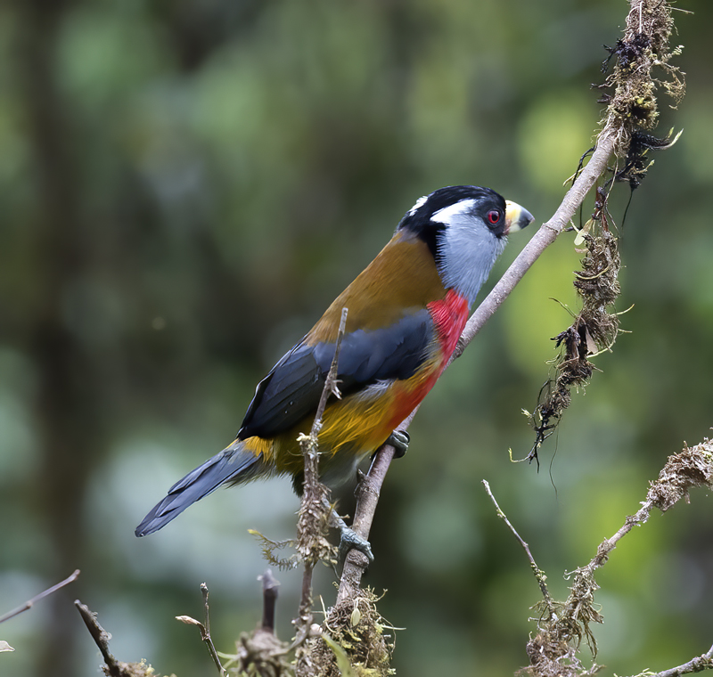Toucan_Barbet_18_Ecuador_033