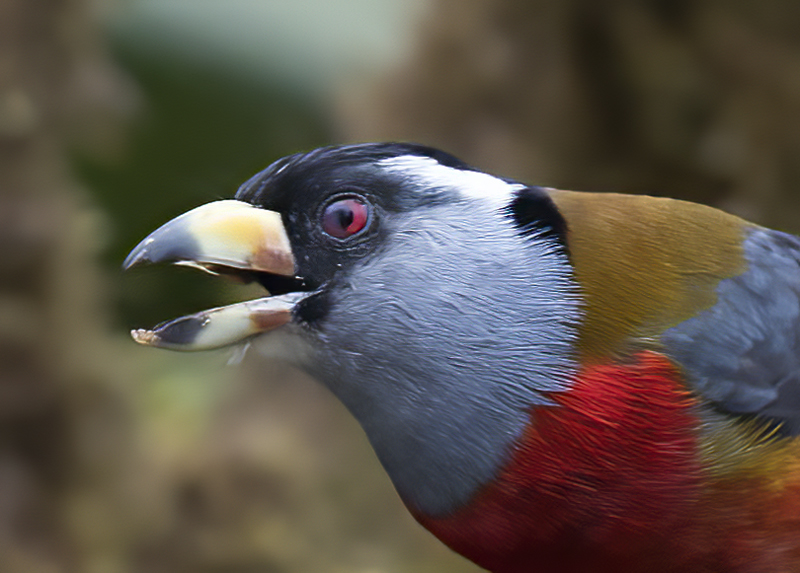 Toucan_Barbet_18_Ecuador_036