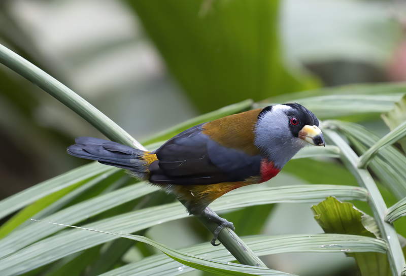 Toucan_Barbet_18_Ecuador_040