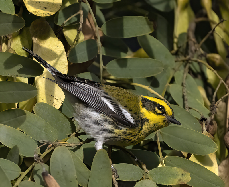 Townsends_Warbler_22_CA_083