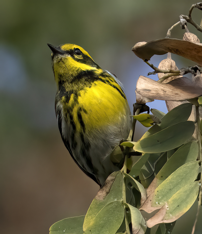 Townsends_Warbler_22_CA_086