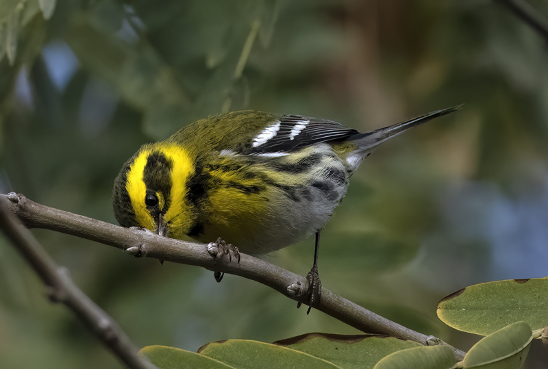 Townsends_Warbler_22_CA_087