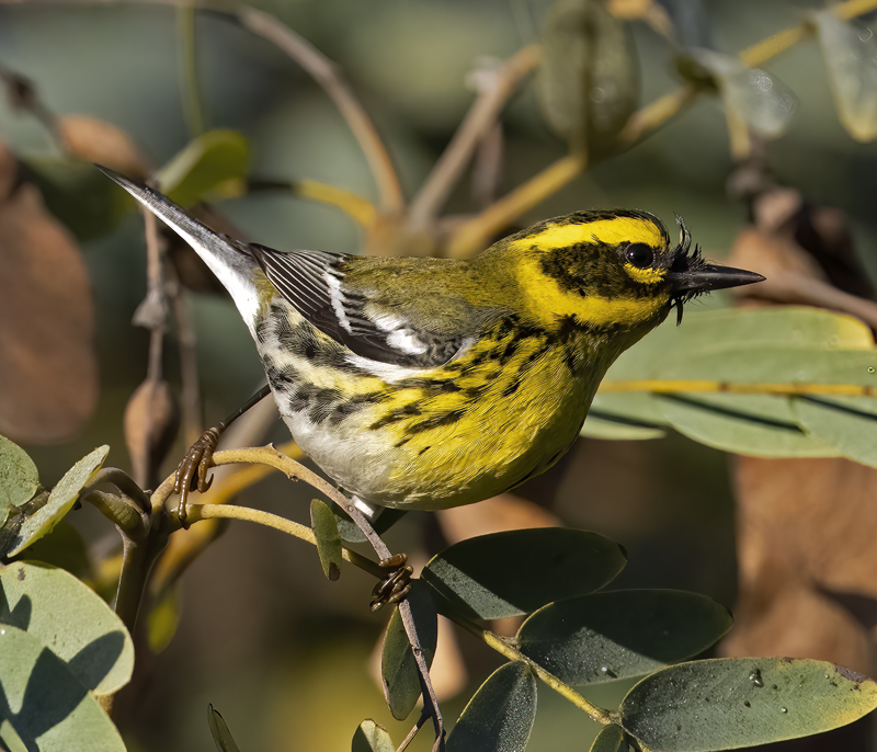 Townsends_Warbler_22_CA_091