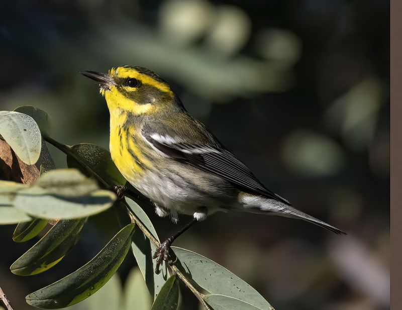 Townsends_Warbler_22_CA_102