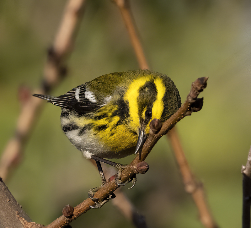 Townsends_Warbler_22_CA_107