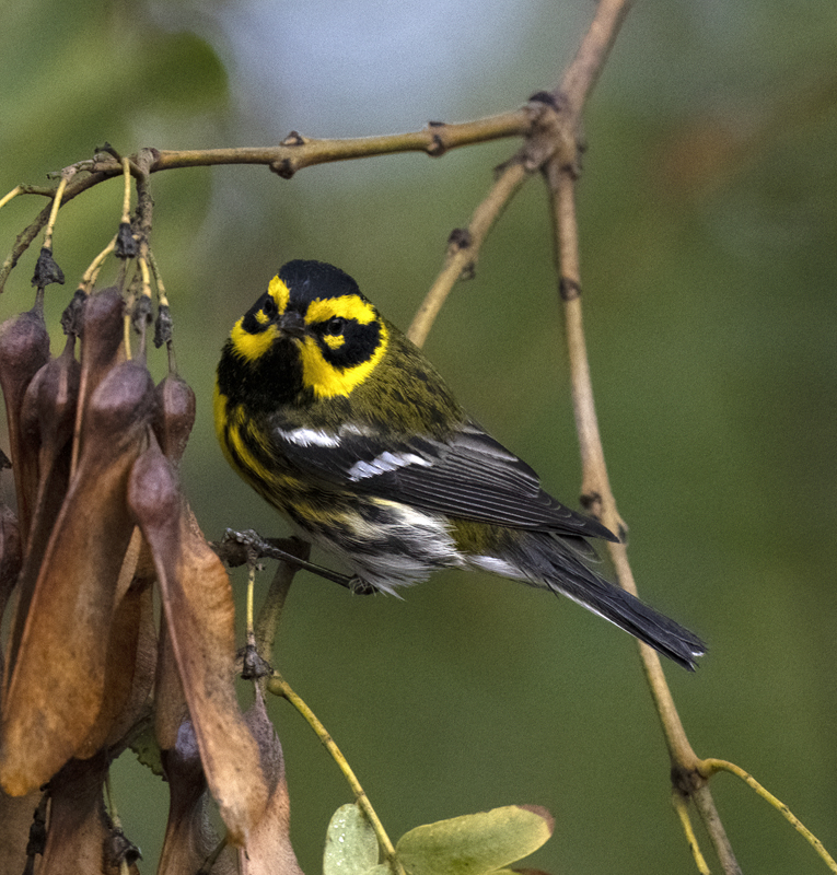 Townsends_Warbler_22_CA_118