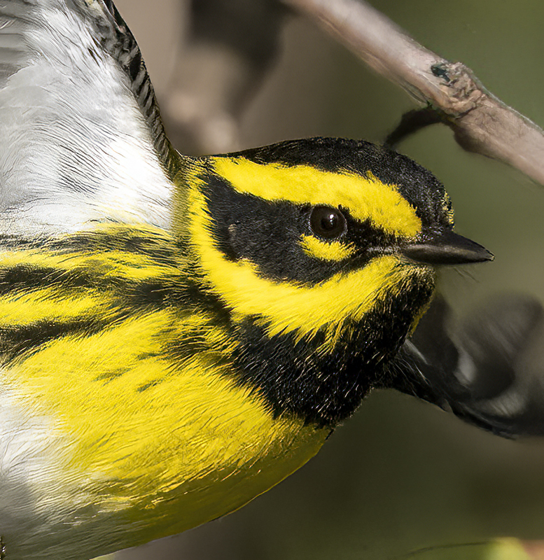 Townsends_Warbler_22_CA_119