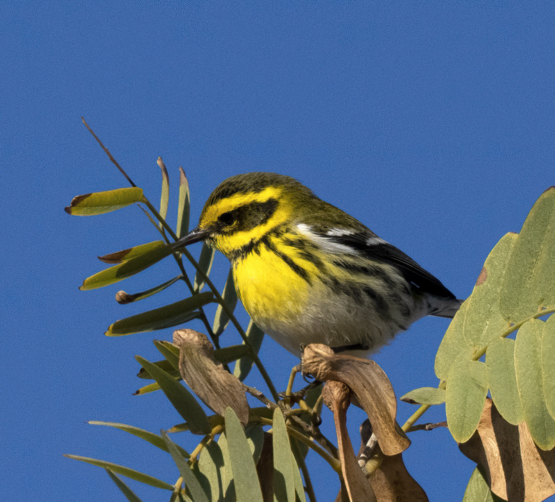 Townsends_Warbler_22_CA_131
