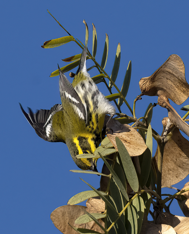 Townsends_Warbler_22_CA_136