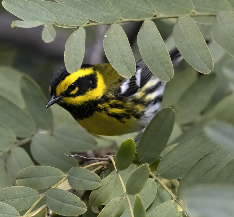 Townsends_Warbler_22_CA_142