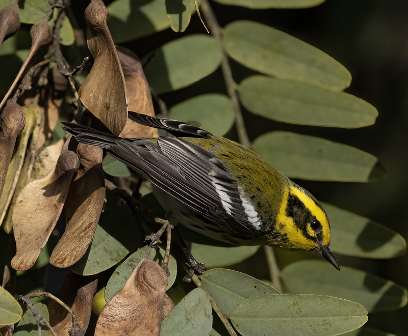 Townsends_Warbler_22_CA_153