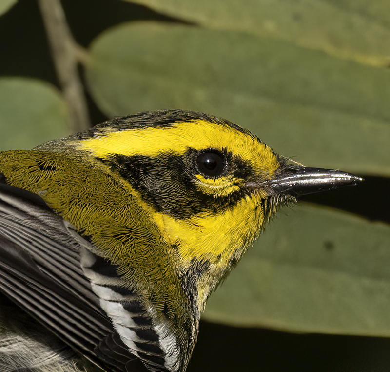 Townsends_Warbler_22_CA_155