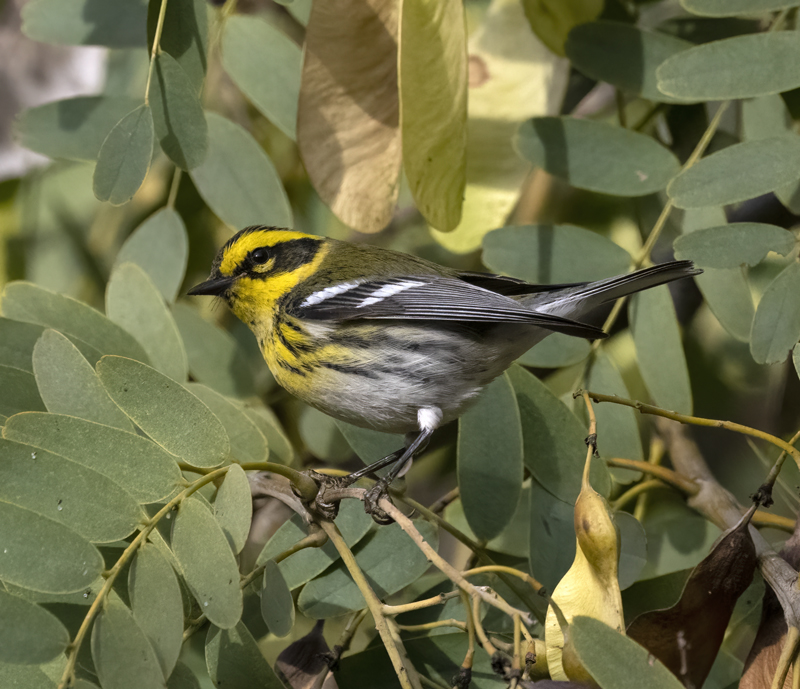Townsends_Warbler_22_CA_181