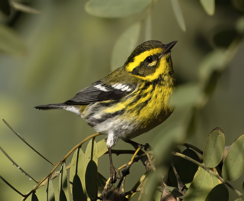 Townsends_Warbler_22_CA_208