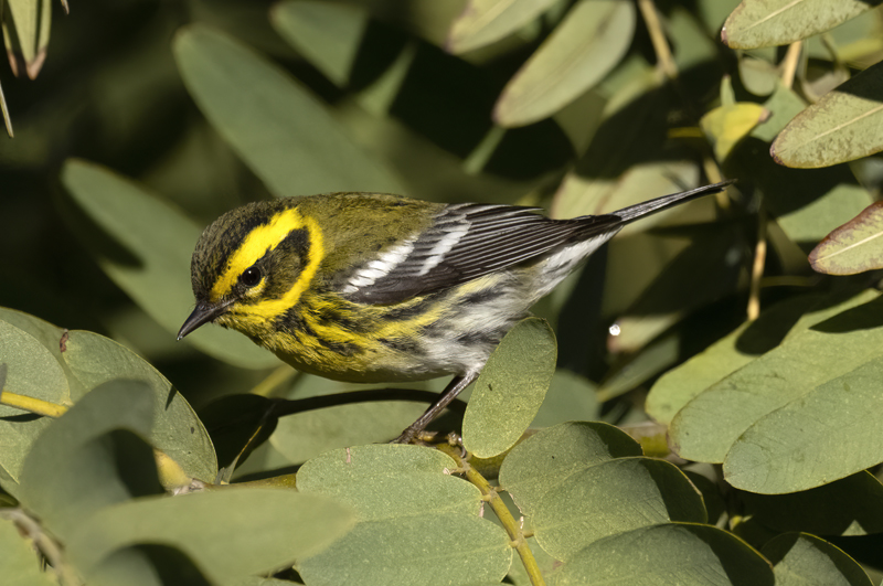 Townsends_Warbler_22_CA_209